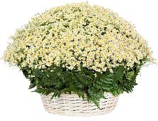 Цветочная композиция из Ромашки в корзине #REPLACE_PRED# Черкесске